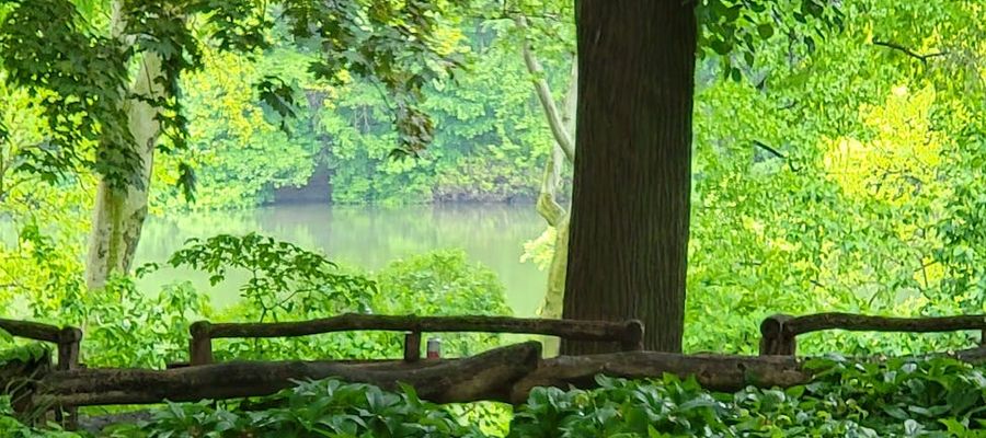 Serene landscape of green leaves with streaks of light, symbolizing peace.